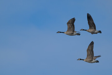 Canada geese in flight.