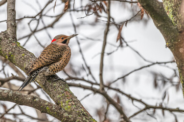Closeup of a northern flicker.