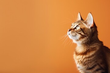 Obraz premium portrait of a cat, generative ai