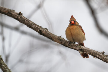 Male northern cardinal.