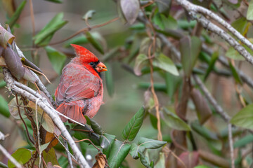 Male northern cardinal.