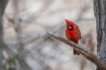 Male northern cardinal.