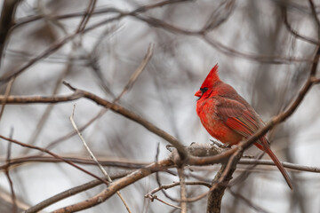 Male northern cardinal.