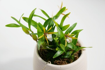 ディネマ・ポリブルボン20240205