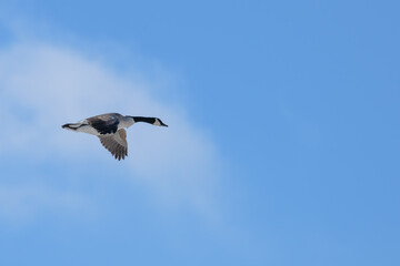 Canada geese in flight.