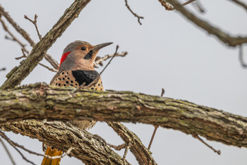 Closeup of a northern flicker.