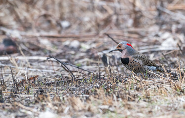 Closeup of a northern flicker.