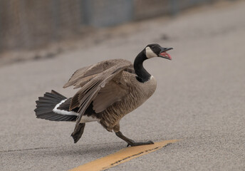 Canada goose.