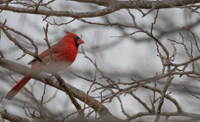Male northern cardinal perched in a tree.