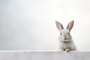 Fototapeta premium white rabbit on blue background, generative ai