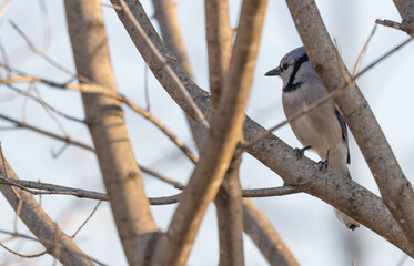 Closeup of a bluejay.
