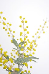 ミモザの蕾20240202