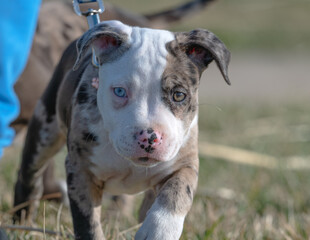 Pit bull puppy with blue eyes.
