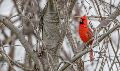 Male northern cardinal perched in a tree.