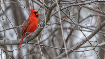 Male northern cardinal perched in a tree.