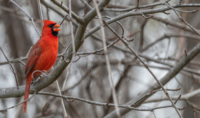Male northern cardinal perched in a tree.