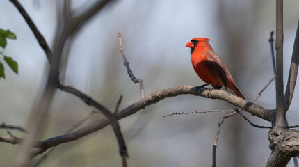 Male northern cardinal perched in a tree.