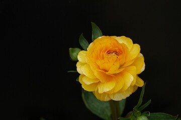 ラナンキュラスラックスの花20240201