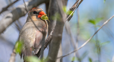 Closeup of a female northern cardinal.