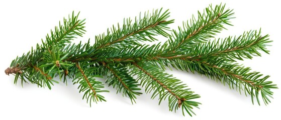 evergreen pine tree branch isolated on a white background 
