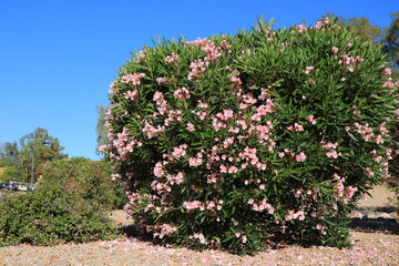 Desert style xeriscaped roadside with drought tolerant pink oleander or Nerium Petite Oleander covered in pink flowers, Phoenix, Arizona