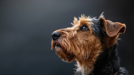airedale terriers dog portrait wallpaper with good expression and blurred neutral background