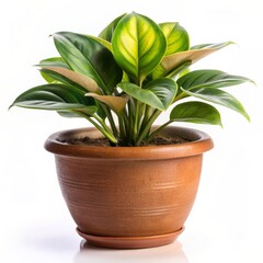 Obraz premium Cactus and other plants in various pots