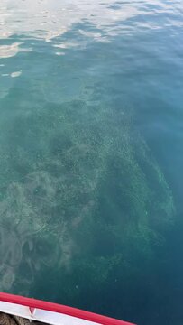 Schools of fish swim around the harbor, Indonesia