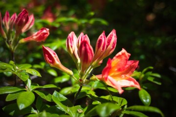 Fototapeta premium Vibrant Red and Orange Flower Buds in Sunlight