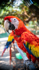 Costa Rica Scarlet Macaw 