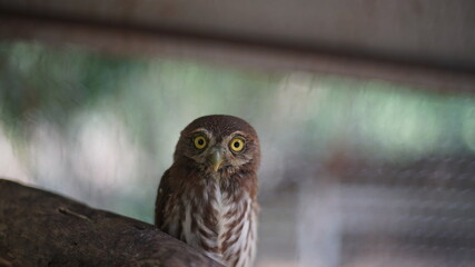 Costa Rican pygmy owl looking at camera