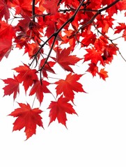 A closeup of vibrant red maple leaves, hanging from branches against the bright white background with margins. freshness and vitality nature. generative AI