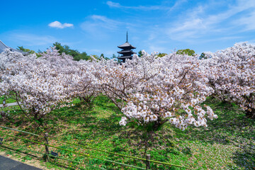 京都　仁和寺の御室桜と五重塔