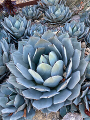 Obraz premium Blue coloured agave, the Parrys Agave