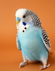 Detailed PNG of a blue budgie parrot.
