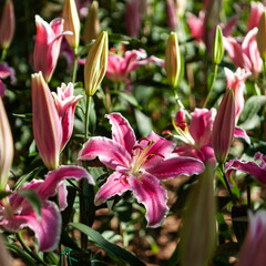 Pink lilies in bloom at the Chiang Mai Flower Festival. A beautiful floral display.