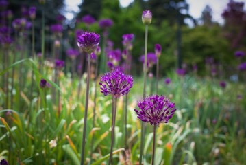 Obraz premium Purple Allium Flowers in Garden