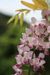 藤の花　霧島市和気神社
