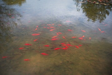 Red fish swimming in a clear pond