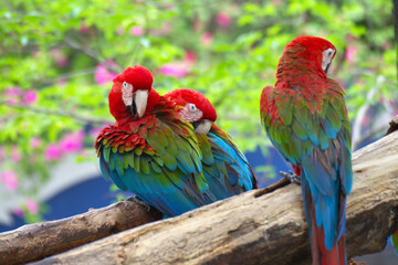 red marco parrot perched on a branch Cleaning the bird's feathers.