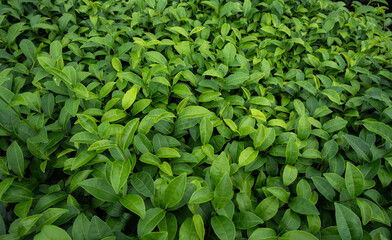 Full frame shot of tea leaves growing in plantation field. Camellia sinensis is a species of...