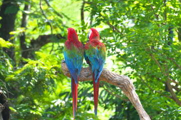 red marco parrot standing on a branch To rest under the shade of a tree.