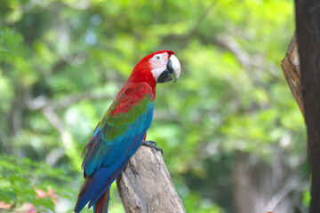 red marco parrot perched on a branch Live alone.