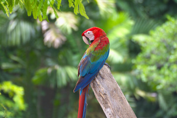 red marco parrot perched on a branch Live alone.