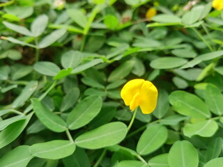 Small green leaves add to the beauty of a garden

