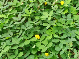 Small green leaves and little yellow flowers add to the beauty of a garden

