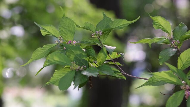 風に揺れる林の木の葉