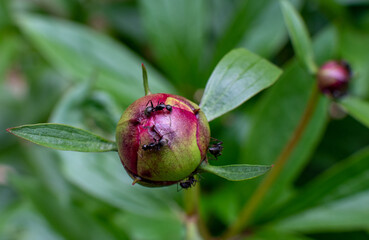 Peony plants are covered in ant as they eat the sweet nectar off the buds 
