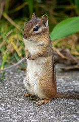 Chipmunk begs for food in the garden