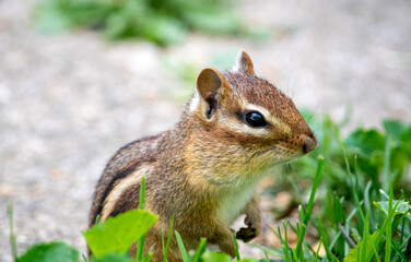 Close up portrait of a chipmunk outdoors